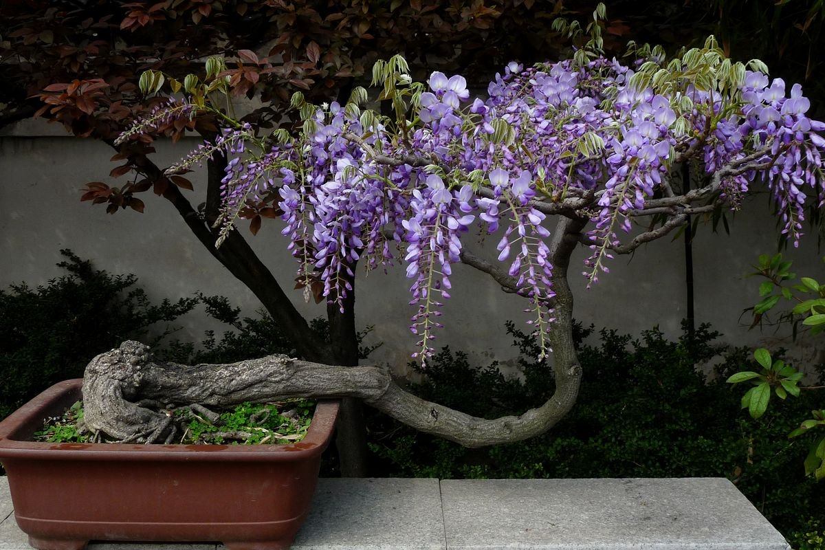 花姿曼妙,團簇生長的紫藤花,溫馨飄逸,養成盆景需要注意什麼?