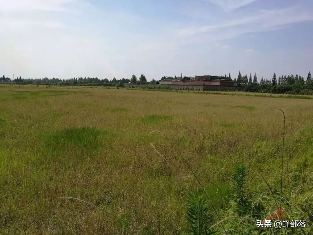 农业农村部：2021年耕地补贴1205亿，直补到户，看看哪些人受益？