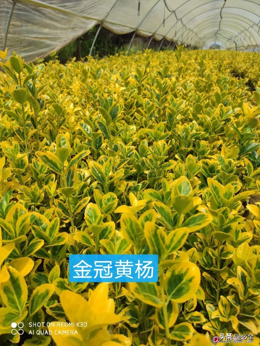 丛生桂花是什么（6种目前全国各地急缺的苗木品种）