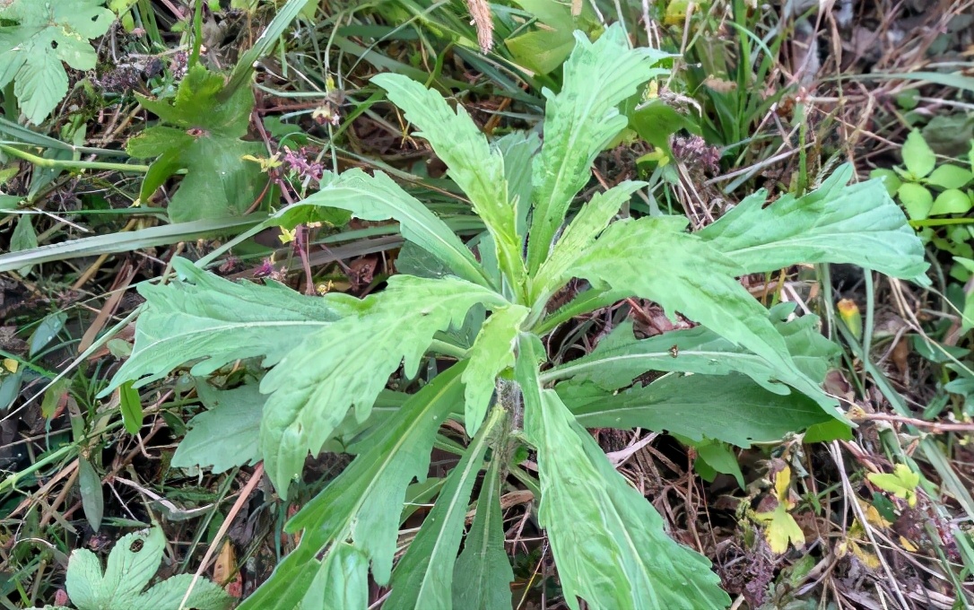 小蓬草的功效与作用(农村) 