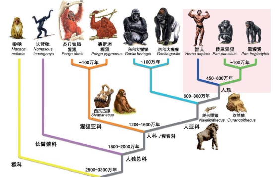 达尔文进化论是错的？研究认为：现有猿类化石无法还原人类起源