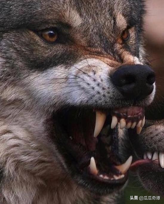 狼的智商相当于人几岁(智商超过100 的野兽)-图1