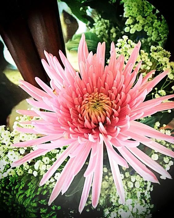 花中四君子