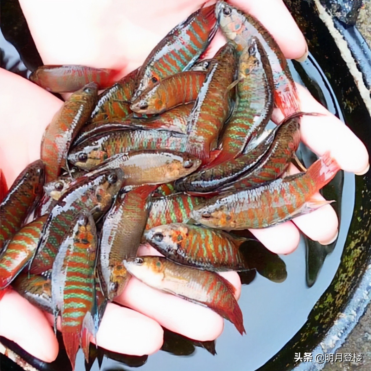 叉尾,叉尾鮰魚
