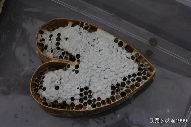 寻找最天然蜂蜜：到云南维西傈僳山寨品尝百花野蜂蜜