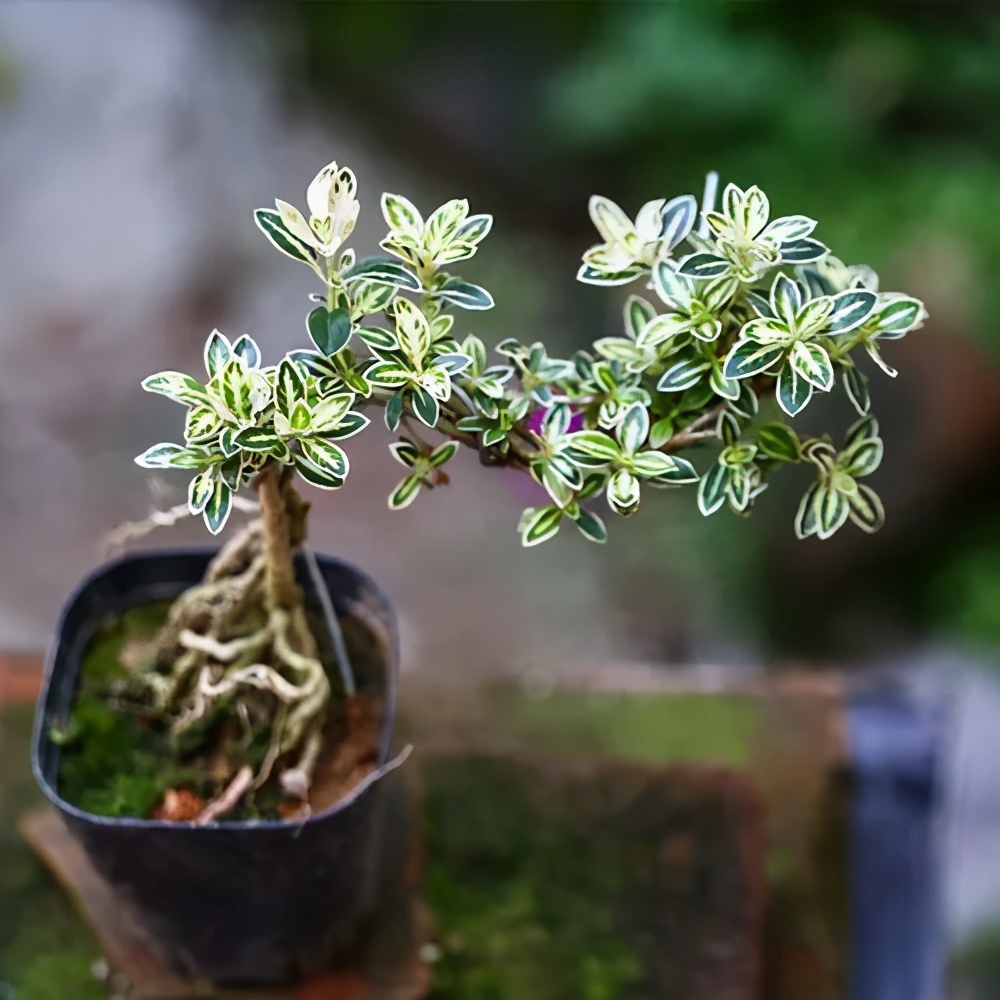 小盆栽植物图片（适合养在家里的小型盆栽推荐）