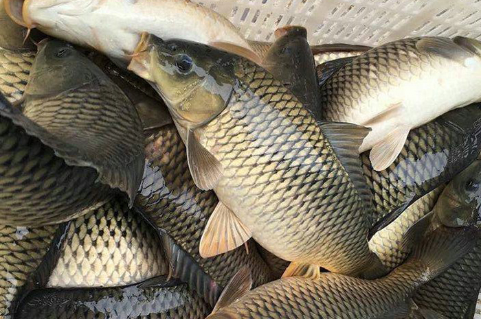 鱼价失控:鲫鱼大涨64%,鲤鱼一斤9块多,白鲢鱼涨幅3