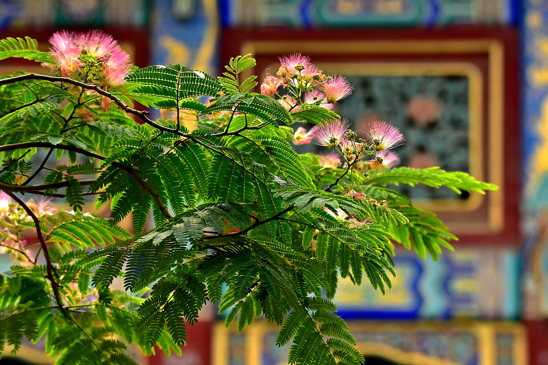 合欢树栽种成盆景,观赏价值高,花朵这样做还能泡茶喝
