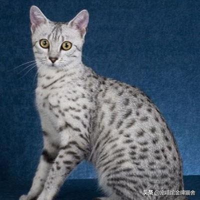 建议十二星座养的猫！有些可能听都没听过