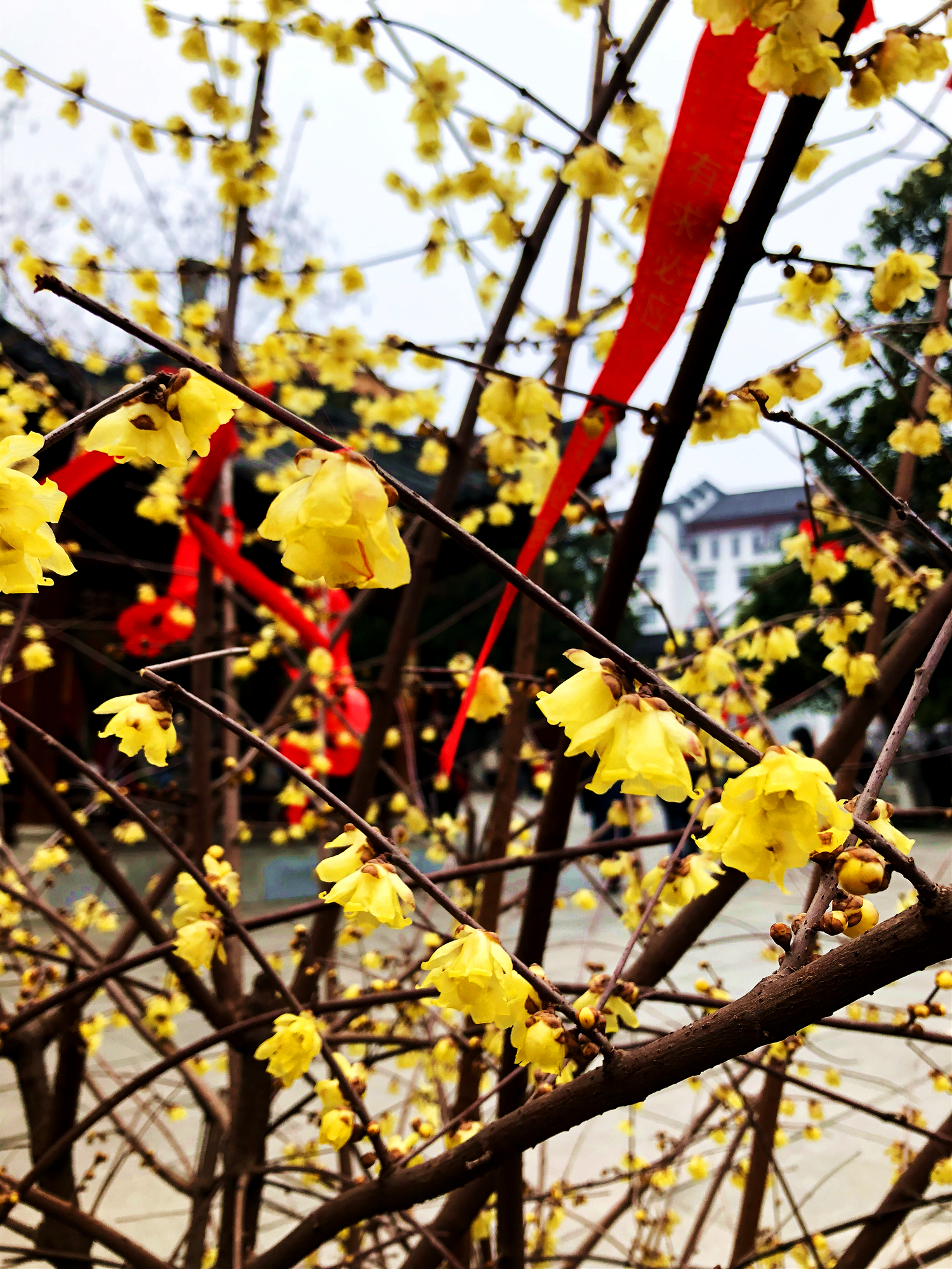 武汉一日禅意游——归元寺拜佛数罗汉，古琴台寻古觅知音