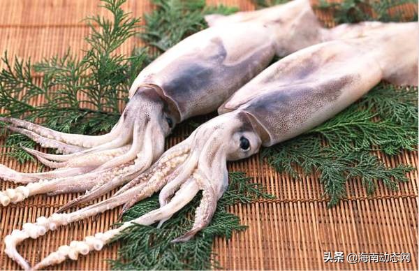 海魚圖片大全,海魚圖片大全及名稱