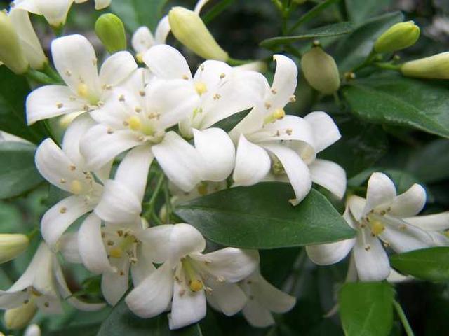 九里香花适合在室内养吗，九里香重在家里禁忌