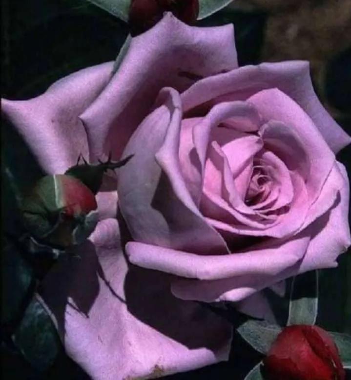 紫色玫瑰多少钱一朵(紫夫人驾到,绸缎般华丽的紫色玫瑰)