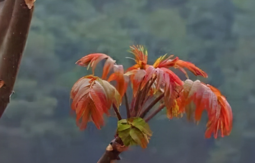认识植物界的“六大毒树”，看到“绕道走”，涨姿势不吃亏