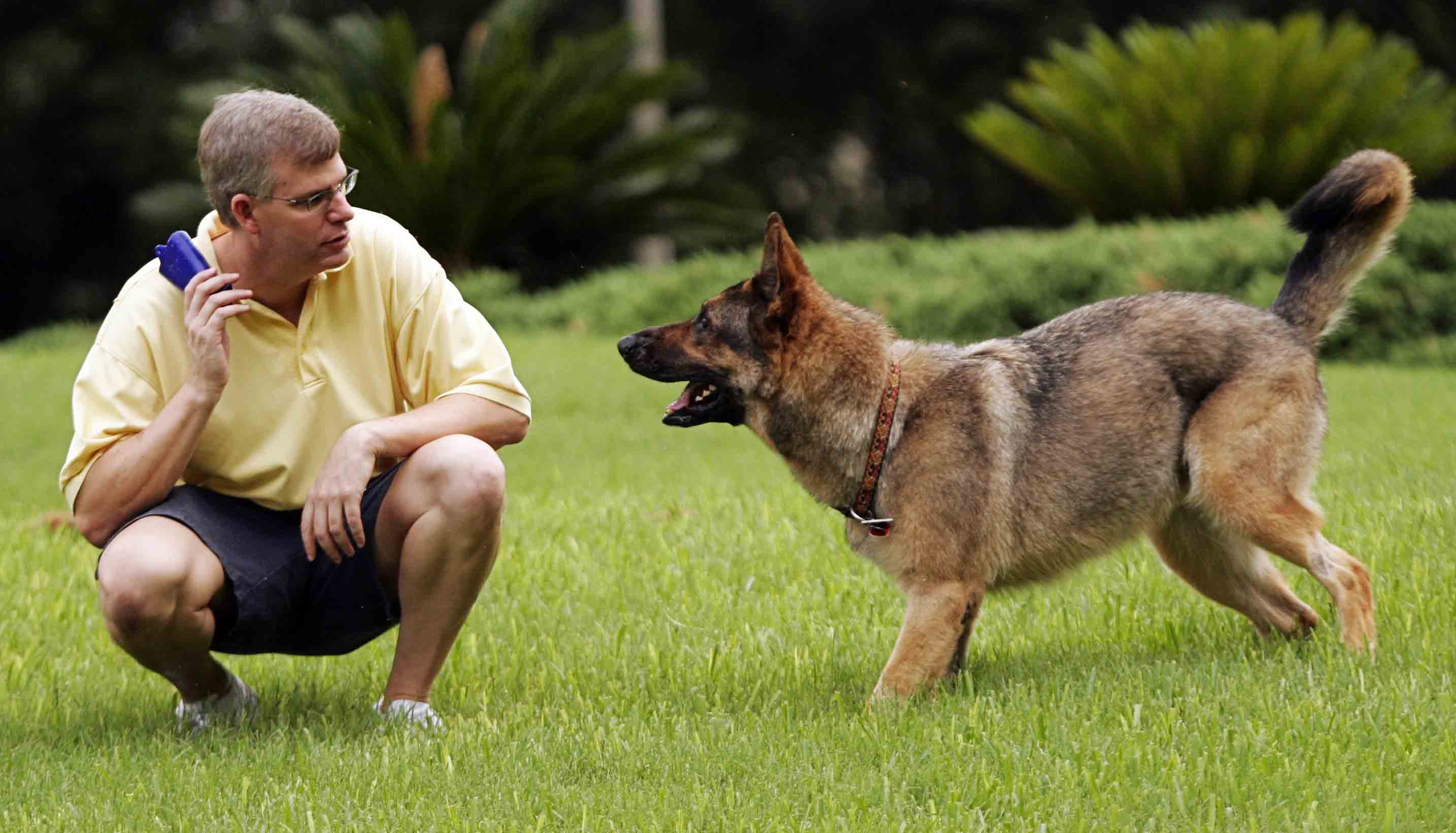 为什么训犬师男的多？难道训狗还要看性别？男女训犬确实不一样！