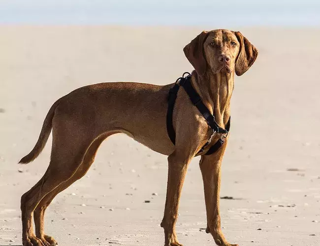 国外十种顶级猎犬，杜高才排第四，第一你想不到