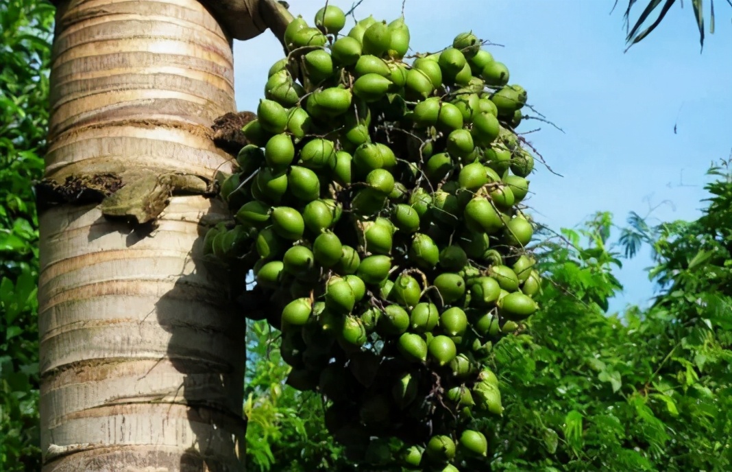 难言之隐：“软毒品”槟榔的千亿帝国，让6000万国人嚼个不停