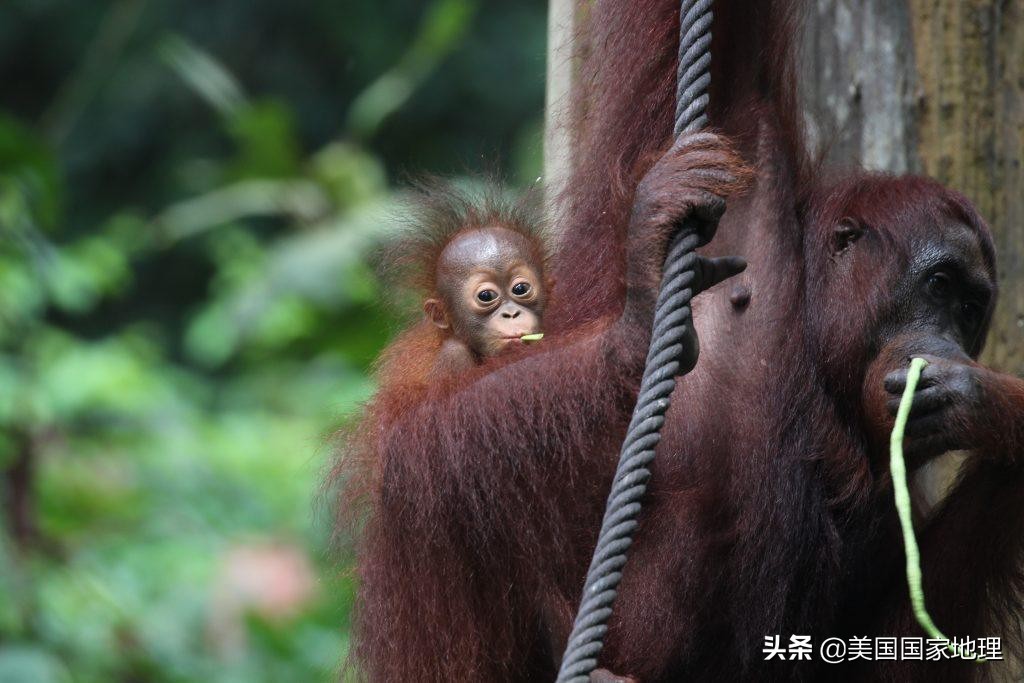 lemur是什么动物(为什么有些红毛猩猩的”腮帮子“没那么大？)