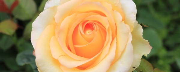 月季花怎么养比较好（月季花的5个养护小技巧）