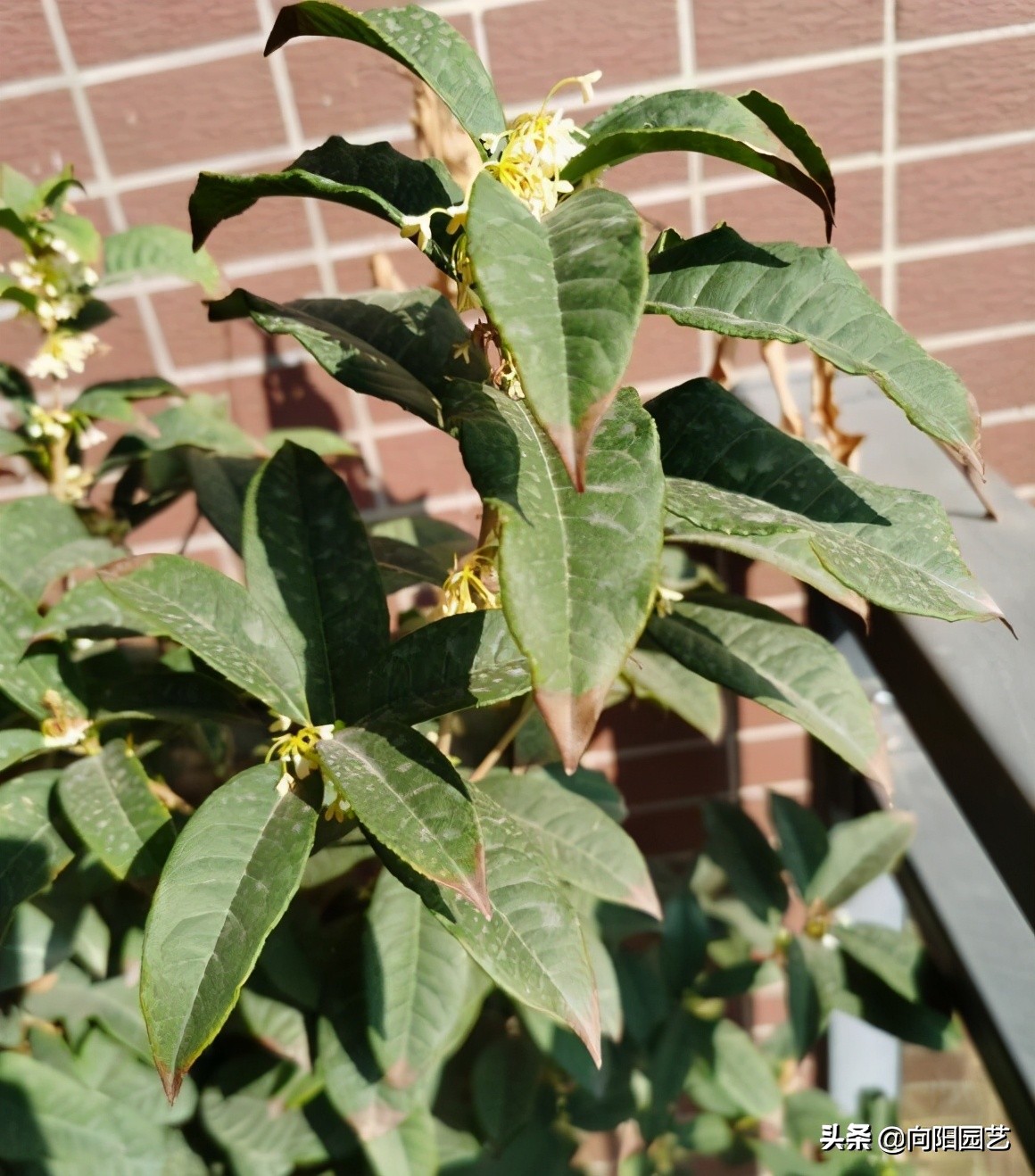 阳台养盆四季桂,养护简单,花期开不断,四季都能闻花香