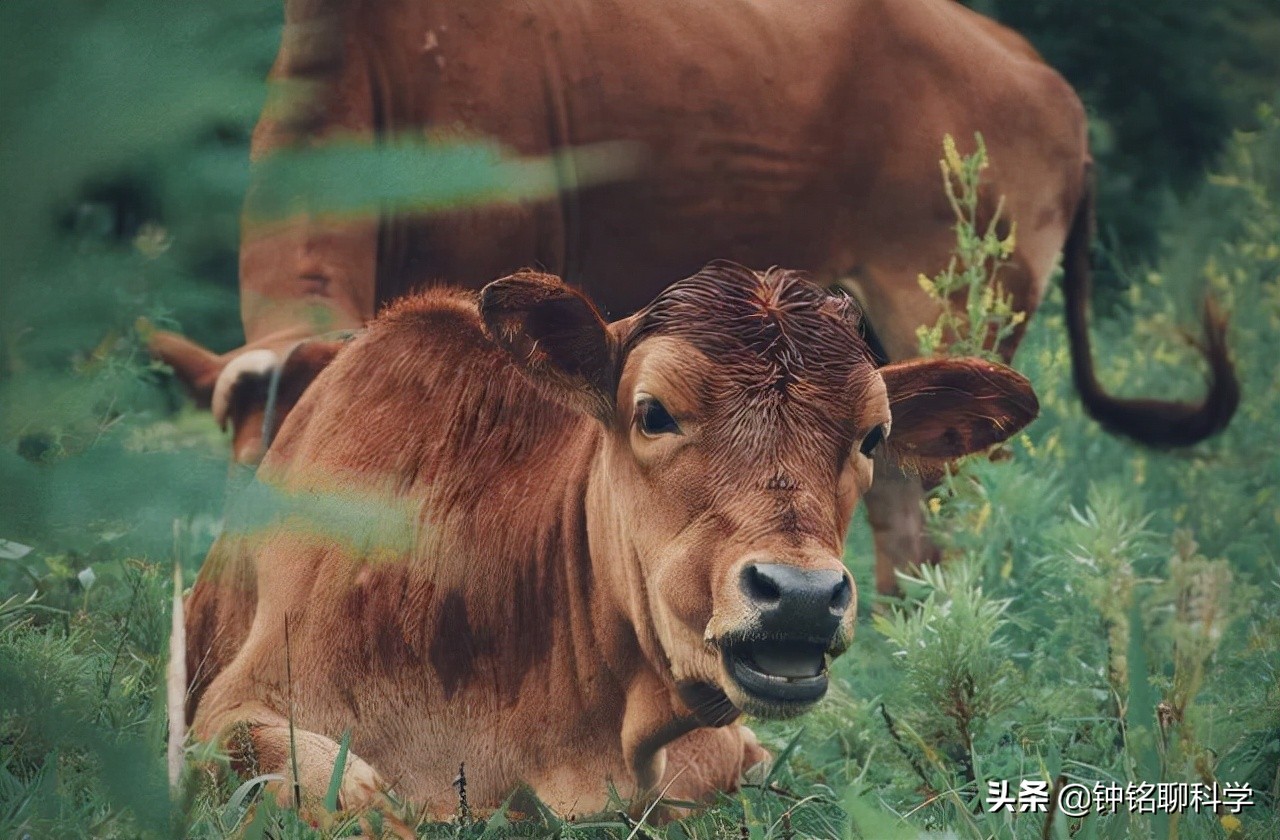 与世隔绝的小岛为何有400头牛？这些牛是咋来的？