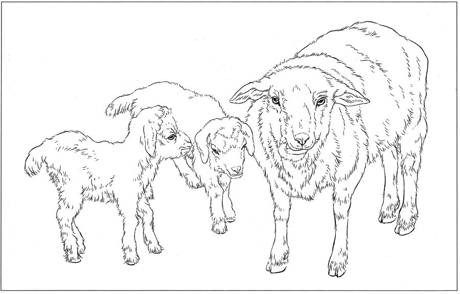 羊高清白描线稿图片下载18幅