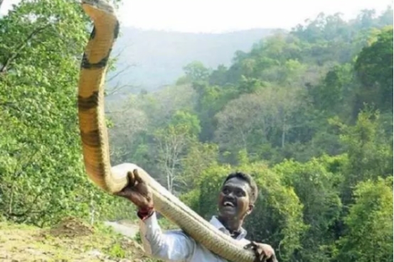 人气最高的毒蛇，黑曼巴蛇有多恐怖？对比国内眼镜王蛇谁更强？