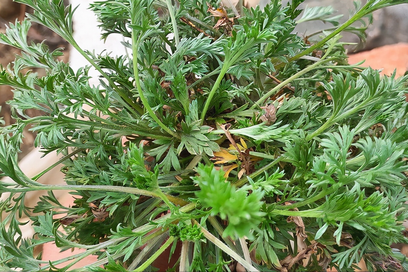 茵陳在我們霍山山區農村還有一個好聽的名字——蒿子.