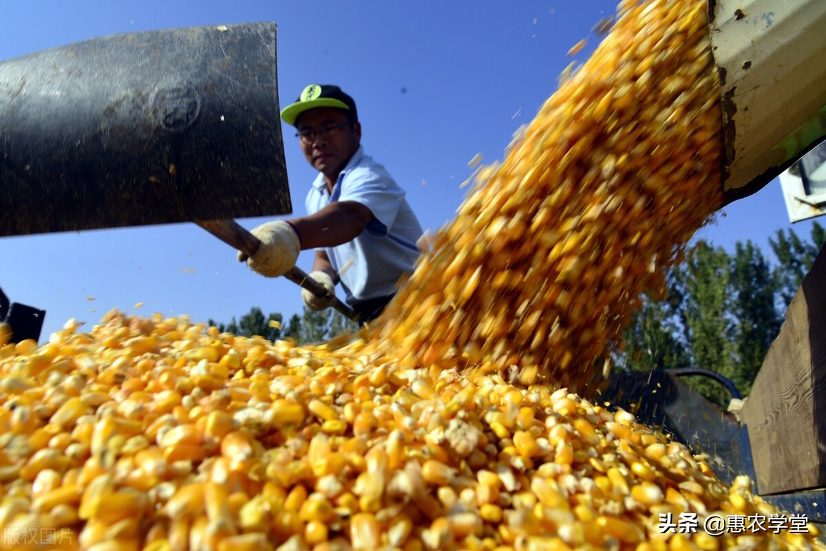 玉米现在多少钱一斤？能涨到1.5元吗？2021年11月份玉米价格行情