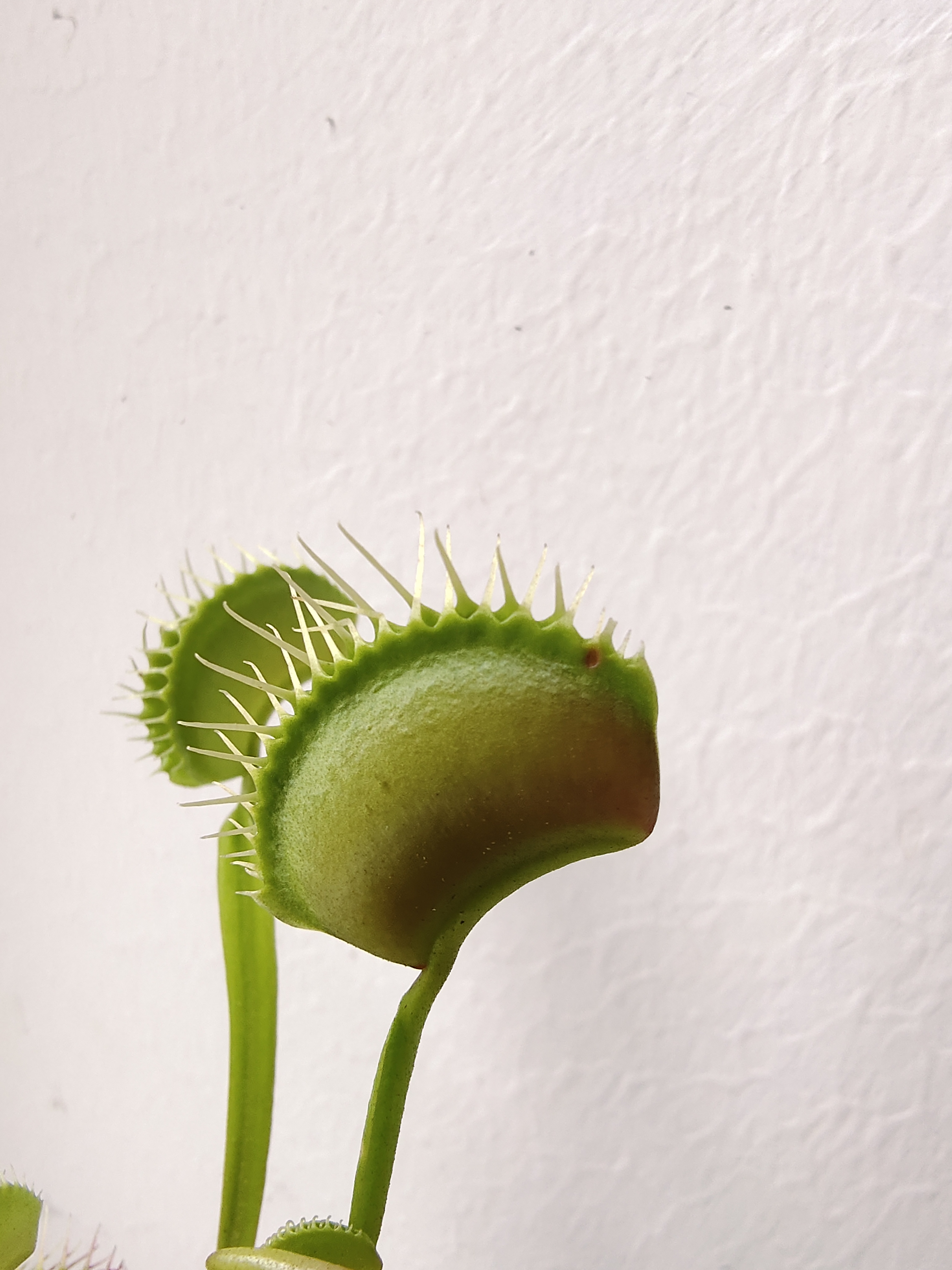 捕蚊草价格(捕蝇草不好养) - 价格百科