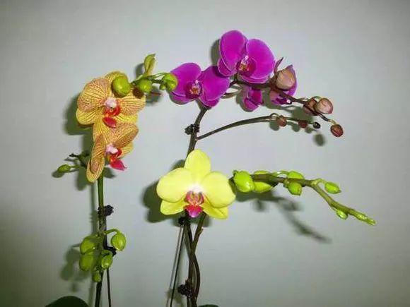 养杜鹃花关键在浇水上，学一招，省事还不用担心烂根！