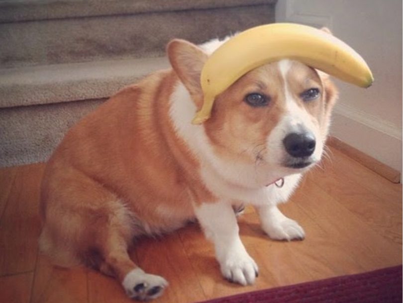 香蕉小狗,香蕉小狗可以吃吗