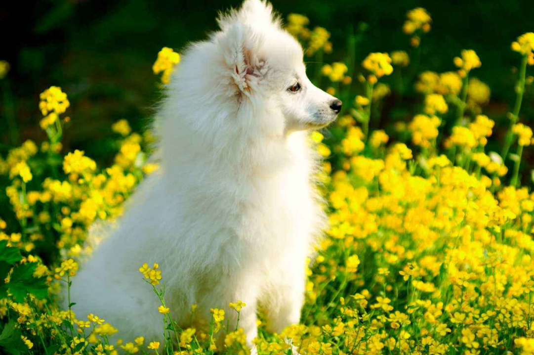 银狐犬长相似狐仙，忠心耿耿又黏人，为什么却很少人养