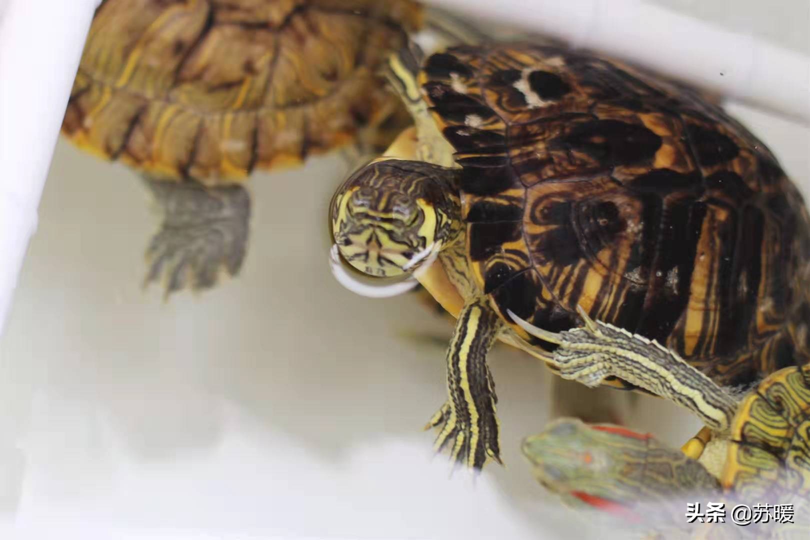 养龟新手必备宝典:如何养好红耳巴西龟—入门篇