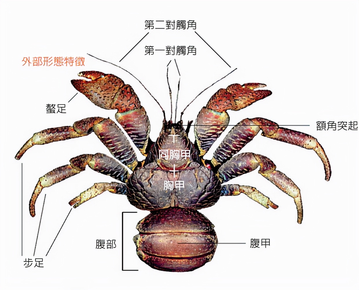 椰子蟹能开椰子会爬树世界最大陆生蟹
