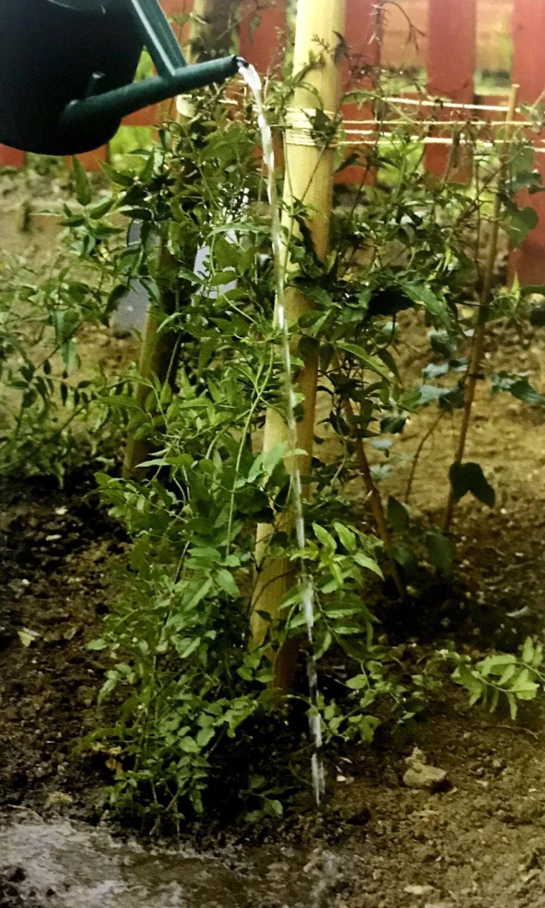 栽種小樹苗，掌握4個(gè)技術(shù)要領(lǐng)，來(lái)年小樹定會(huì)順利開花結(jié)果