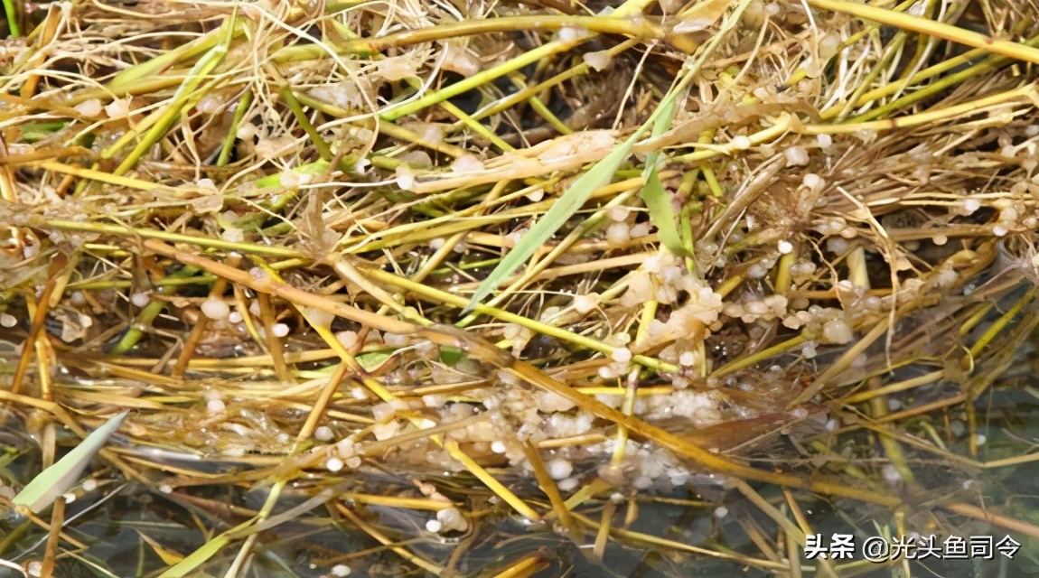 鲫鱼的孵化和温度息息相关,一般从鲫鱼卵产下授精到孵出小鱼需要3—7