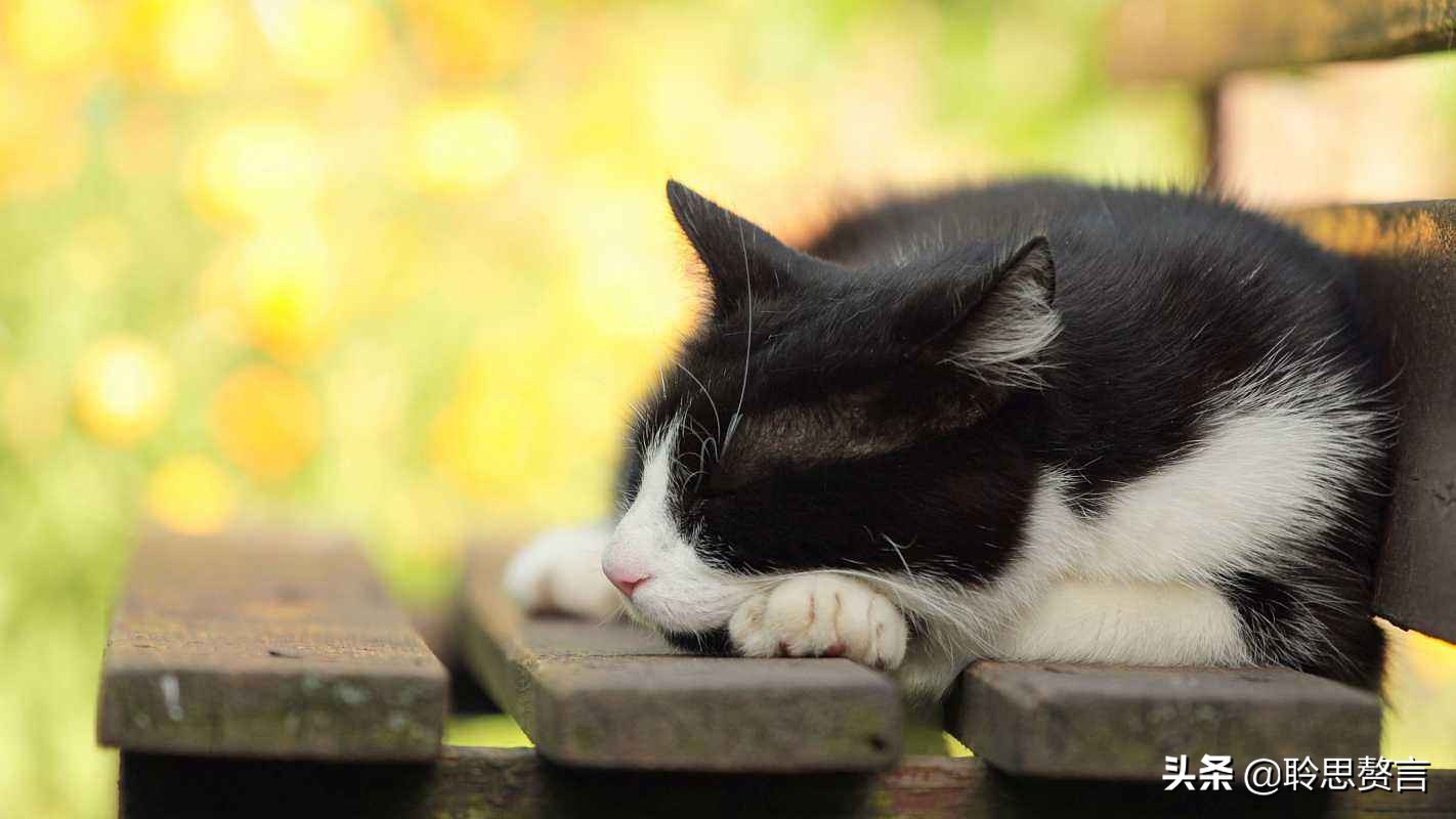 咏猫诗词精选三十三首 吸猫雅事，古已有之