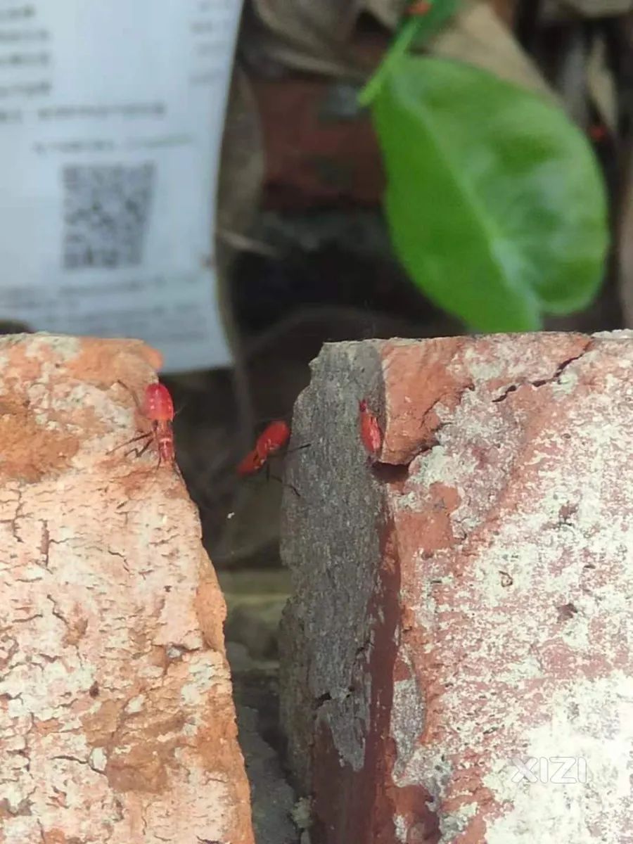 惠州近期出现大量红色“怪虫”，看着很吓人！