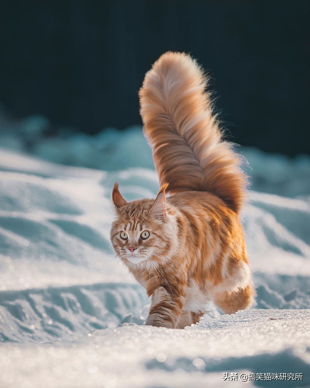 如果有一只猫咪又大又温柔，又飒又威猛，别怀疑，它就是缅因猫！