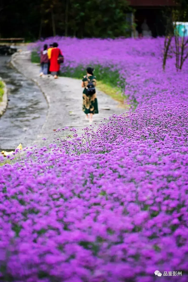 惊艳！蜂鸟闹花枝，彭州这片百亩紫色花海浪漫如仙境