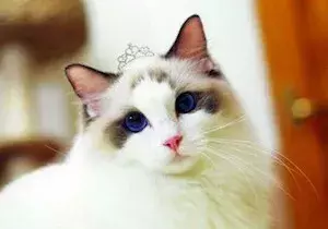 为什么布偶猫价格那么贵?新手铲屎官适合养布偶吗?