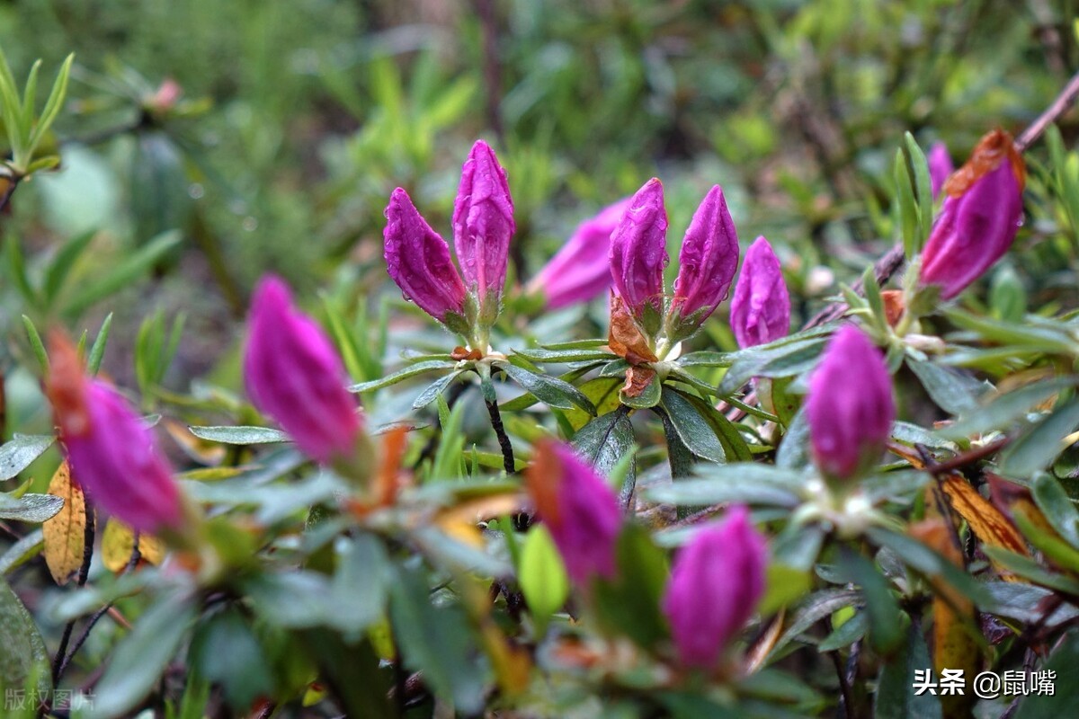 《列子》原文 译文（二）