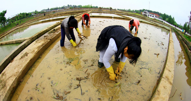 荷花什么时候种植合适（家里水缸种荷花注意3个方面）