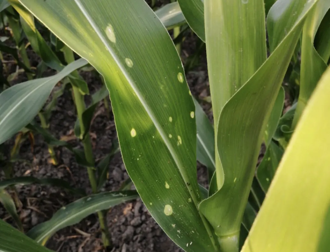 炭疽病图片(玉米叶部常见病害合集) - 赤虎壹号