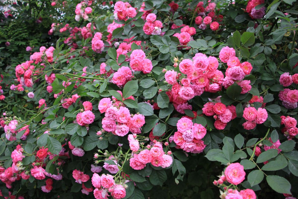 家里养蔷薇，给它扎个“花架子”，蹭蹭爬成花墙