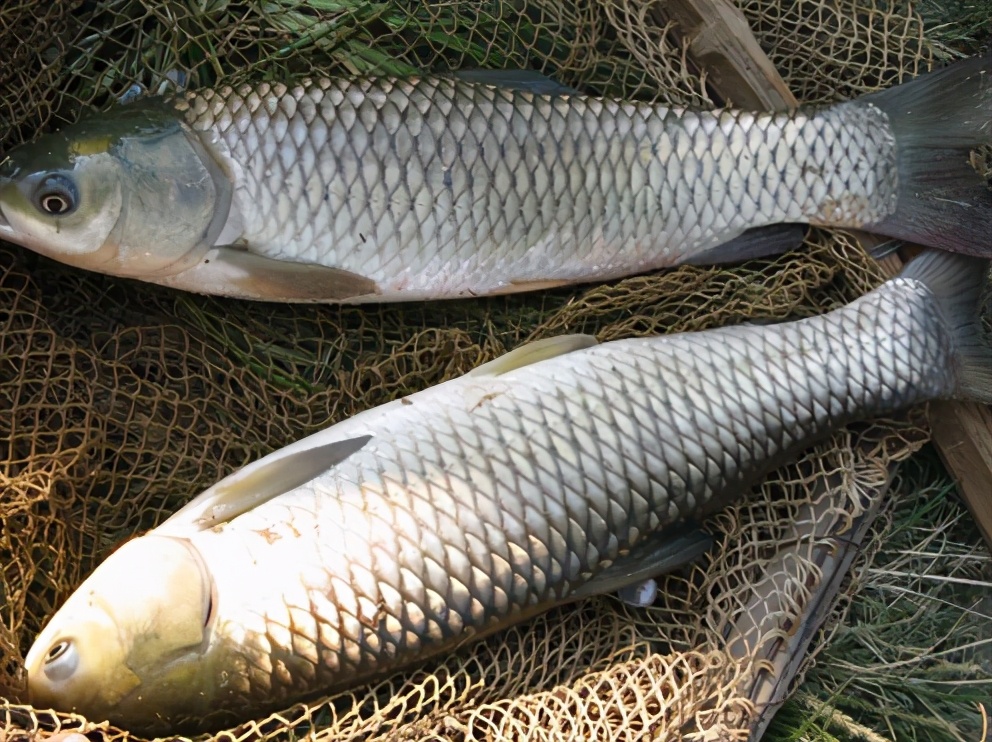 草鱼吃的水草怎么养不容易死专业回答