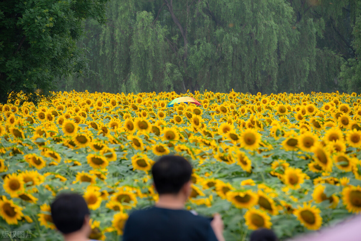 北京周末好去处，打卡这10个免费又好玩的景点，你最想去哪个呢？