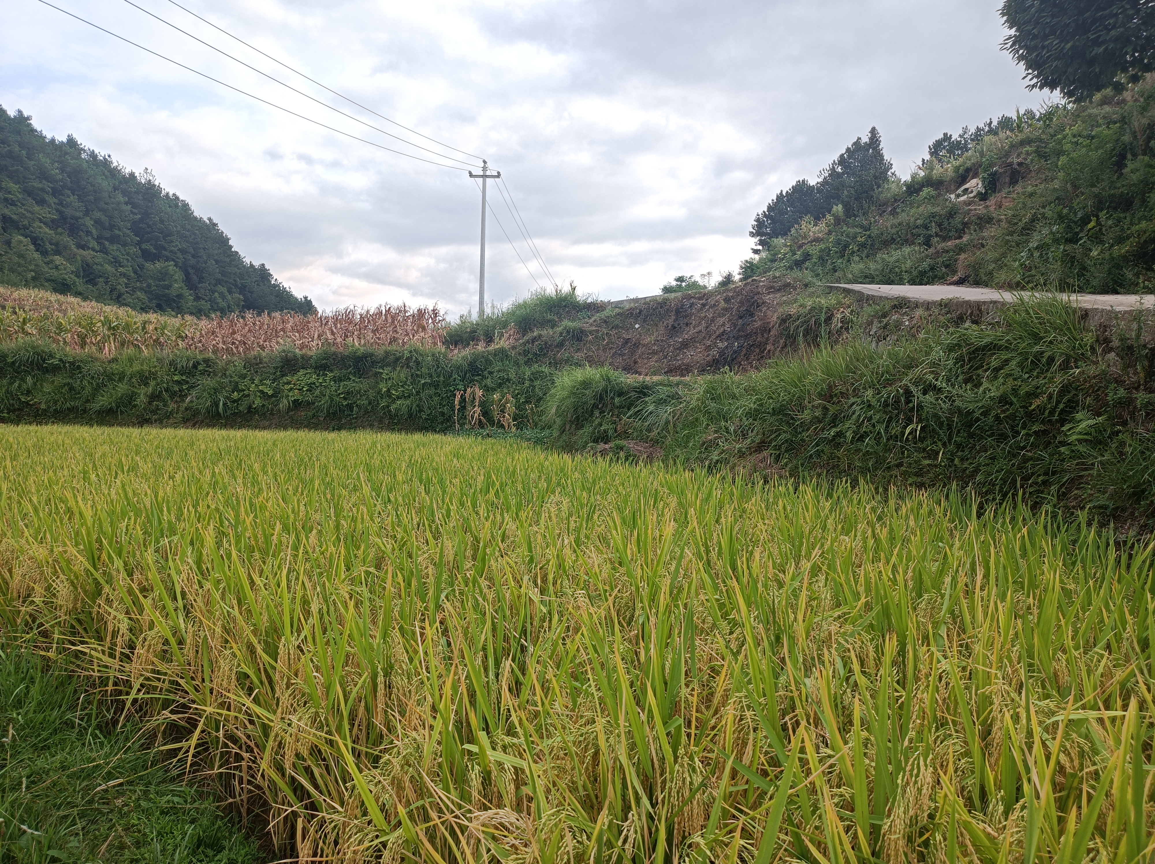 秋收时节稻飘香，怀念父亲又思乡