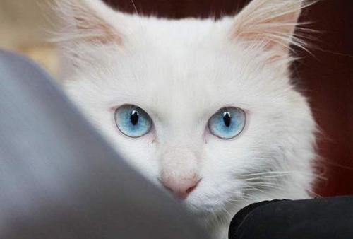 为什么蓝色眼睛的纯白色猫咪72%天生失聪?